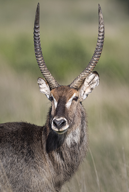 Antílope Waterbuck - Image 2