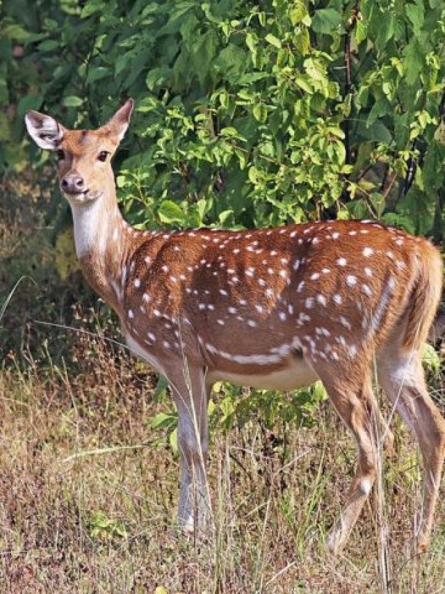 Cervo Axis - Image 4