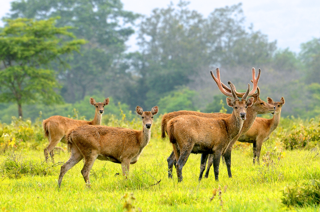 Cervo Rusa Timorensis - Image 3