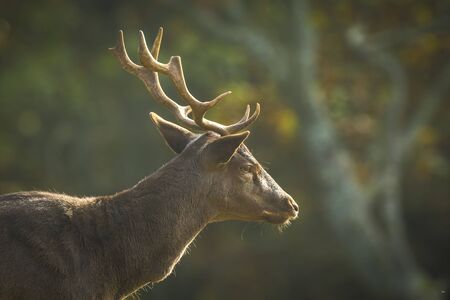 Cervo Rusa Timorensis - Image 2