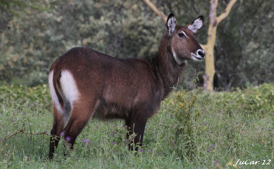 Antílope Waterbuck - Image 3