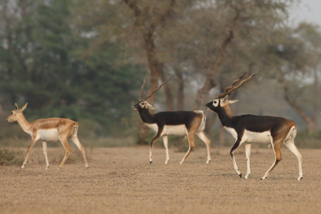 Antilope Cervicapra - Image 3