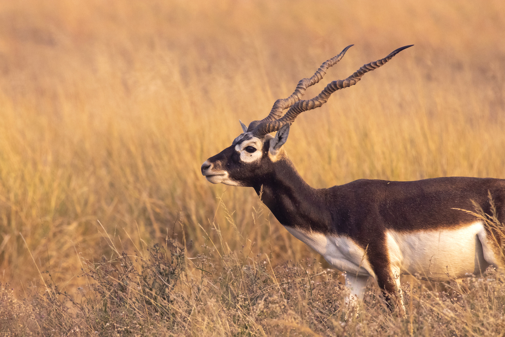 Antilope Cervicapra - Image 2
