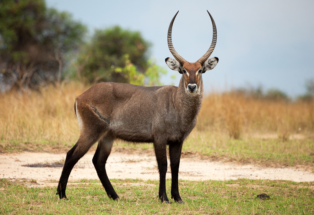 Antílope Waterbuck - Image 5