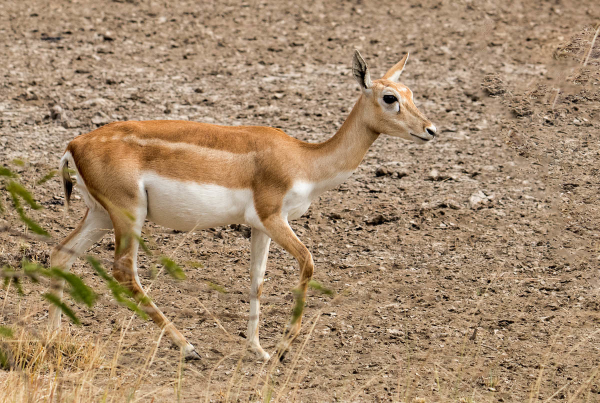 Antilope Cervicapra - Image 4