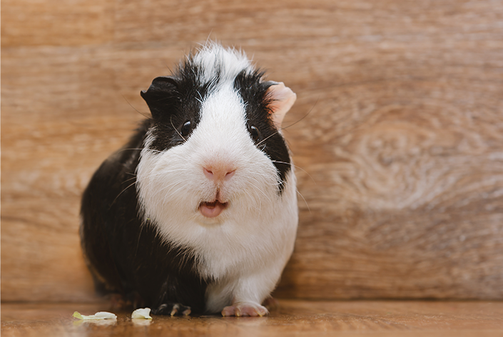 Porquinho da Índia - Image 3