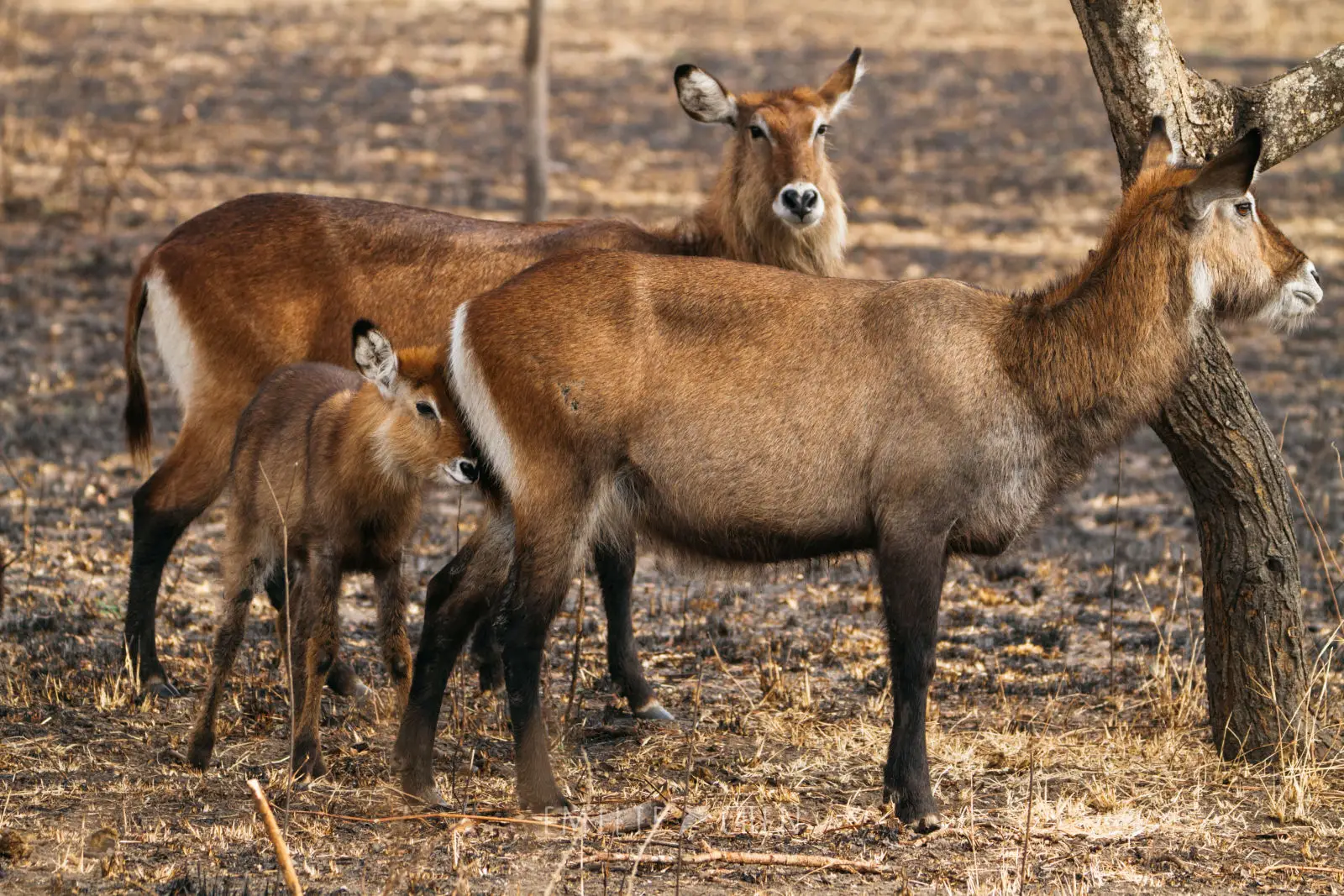 Antílope Waterbuck