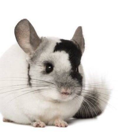 07iz36czco8wo8m2gn99p1vl7