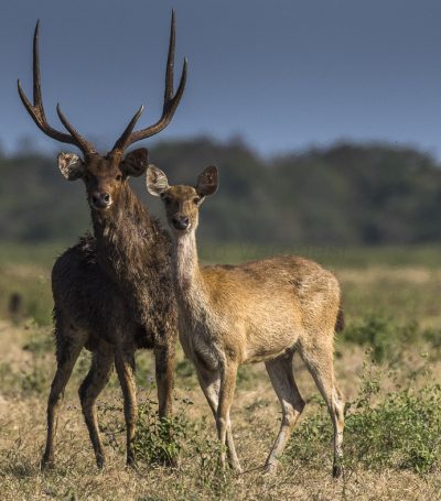 Javan_Deer_couple_-_Baluran_NP_-_East_Java_(29505339513)