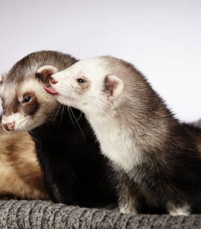 casal-ferrets