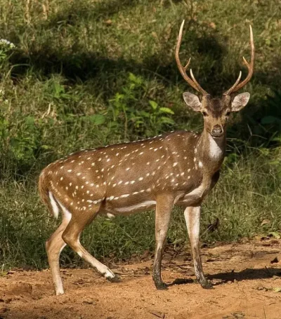 cervo-da-especie-Axis-Axis-conhecido-popularmente-como-Chital-animal-adulto