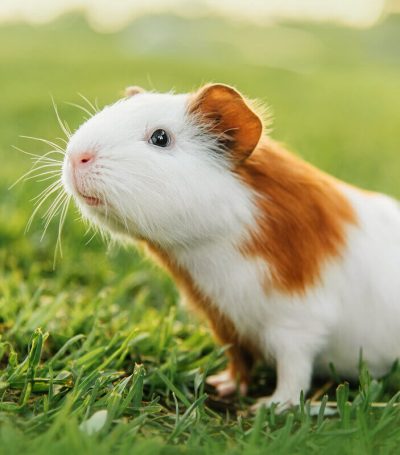 veja-como-cuidar-de-um-porquinho-da-india